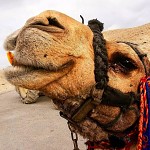 Don't smoke Camel! גמל עם שן זהב